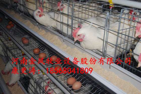 鸡笼/自动化养鸡设备/H型鸡笼设备/自动化养鸡设备